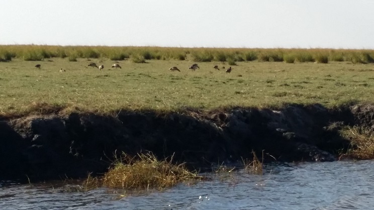 가끔 오리 종류는 강 위를 날기도 하고, 들닭 종류는 풀밭에서 먹이를 찾아 열심히 모이를 쪼는 모습들도 보였다. 