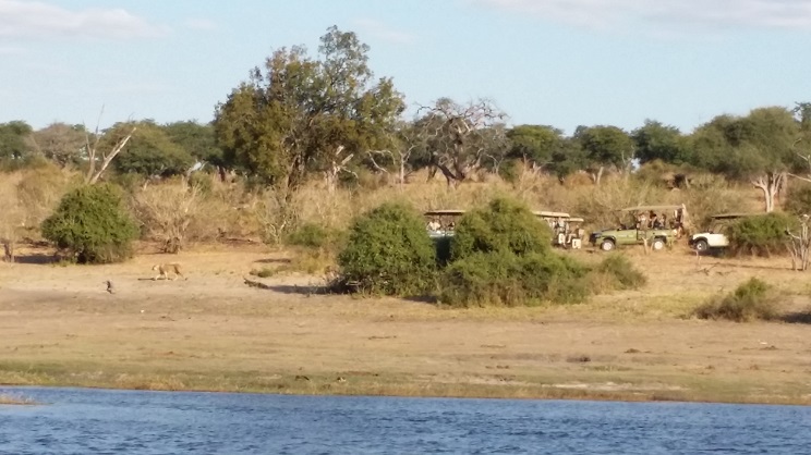 강에서 가까운 관목 사이로 사자 두 마리가 어슬렁거리며 지나가는 모습을 사파리 차량들이 몰려들어 관찰하고 있다. 멀어서 사진에는 잘 잡히지 않았다.