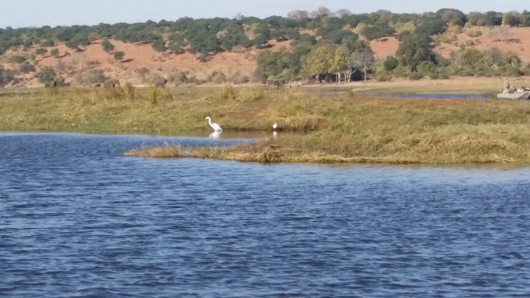 우리나라의 대백로와 같은 새가 강가에서 먹이를 포획하기 위하여 자세를 웅크리고 기다리고 있다.