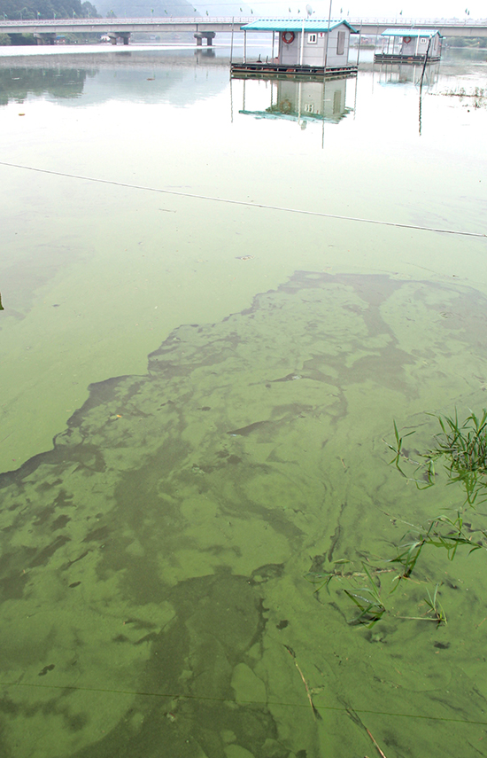 예당저수지 동산교 아래쪽에 녹조가 심하게 발생한 모습.