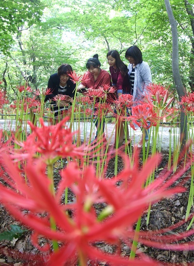 함양 상림공원 꽃무릇.