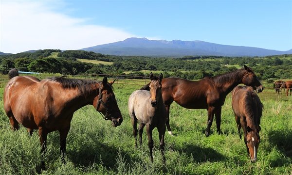 13일 오전 제주시 용강동의 한 목장에서 말들이 쾌청한 가을 날씨를 즐기고 있다.
