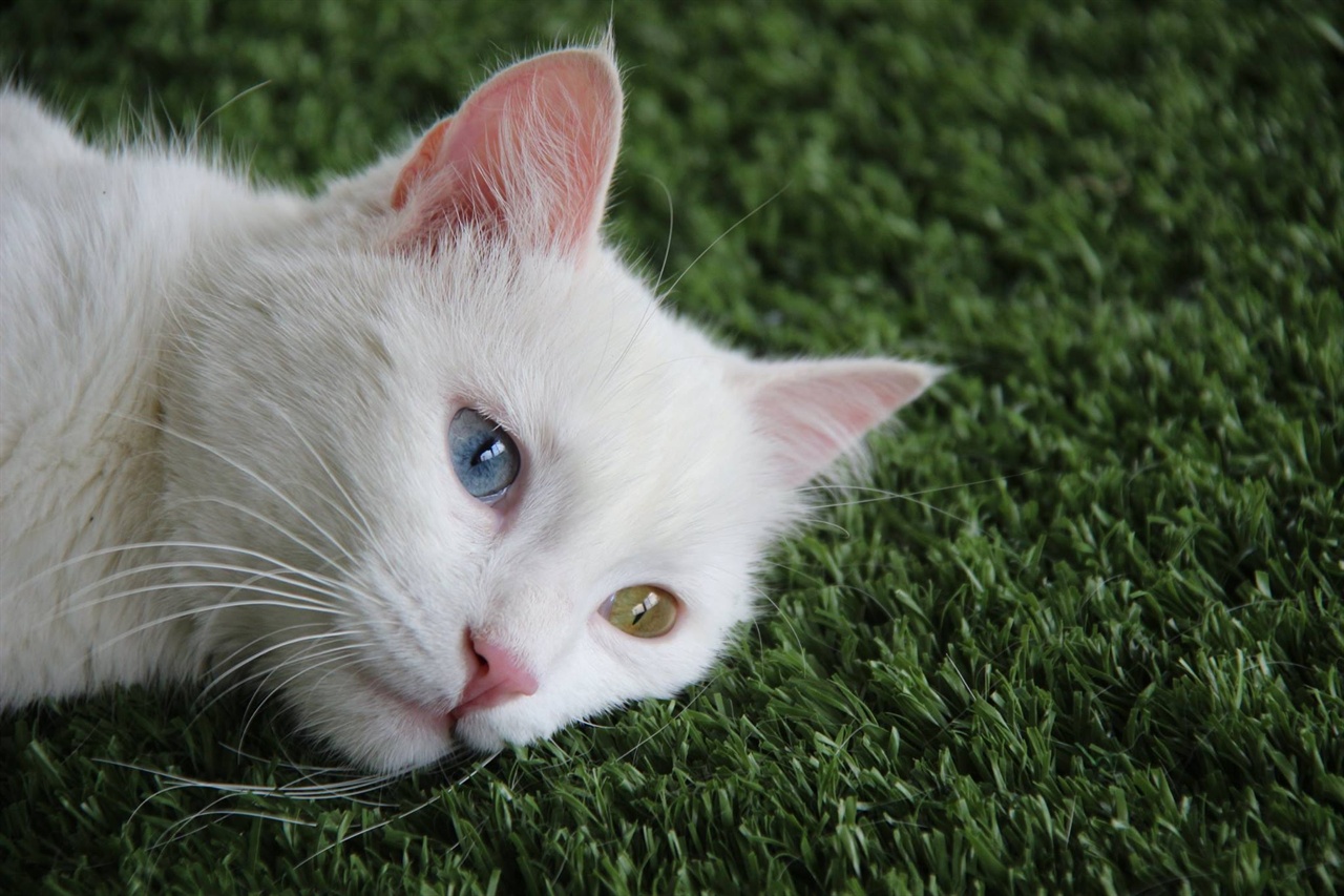반고양이는 오른쪽과 왼쪽 눈 색깔이 다른 오드아이지만, 그 다름으로 더욱 사랑받는다.  