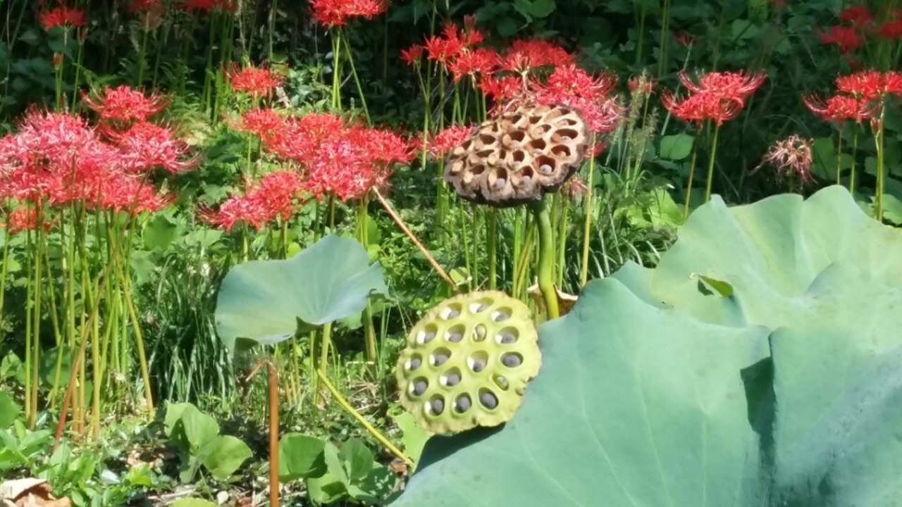 연못 주위에 피어 있는 꽃무릇. 연밥과 조화를 이뤄 아름답다
