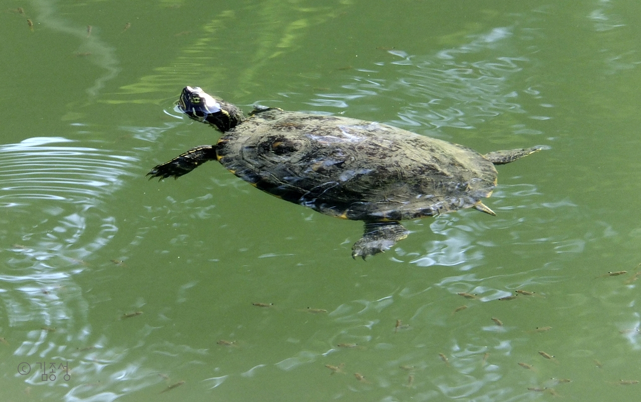 광주바위 연못에 사는 붉은귀 거북.