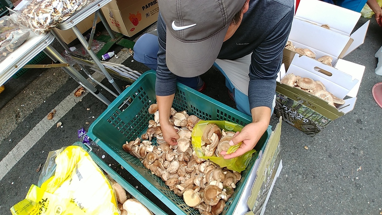 전남 장흥의 대표 특산품 표고버섯이다.