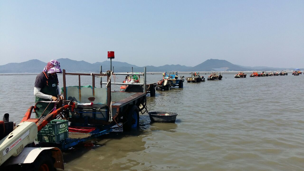 신덕어촌계 어민들이 바지락 작업을 위해 어장으로 향하고 있다