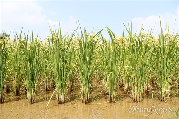 (주)미실란의 논에는 친환경 유기농 쌀이 자라고 있다.