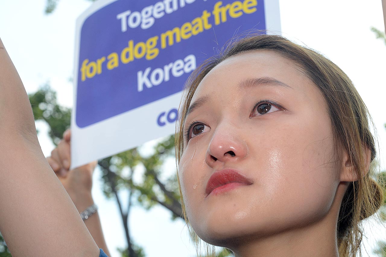  ‘개식용 합법화’를 요구하는 대한육견협회 회원 400여명이 22일 오후 서울 종로구 세종로공원에서 ‘개고기 합법화’를 요구하는 집회를 열고 있는 가운데 ‘동물권단체 케어'의 한 회원들’이 눈물을 흘리고 있다.