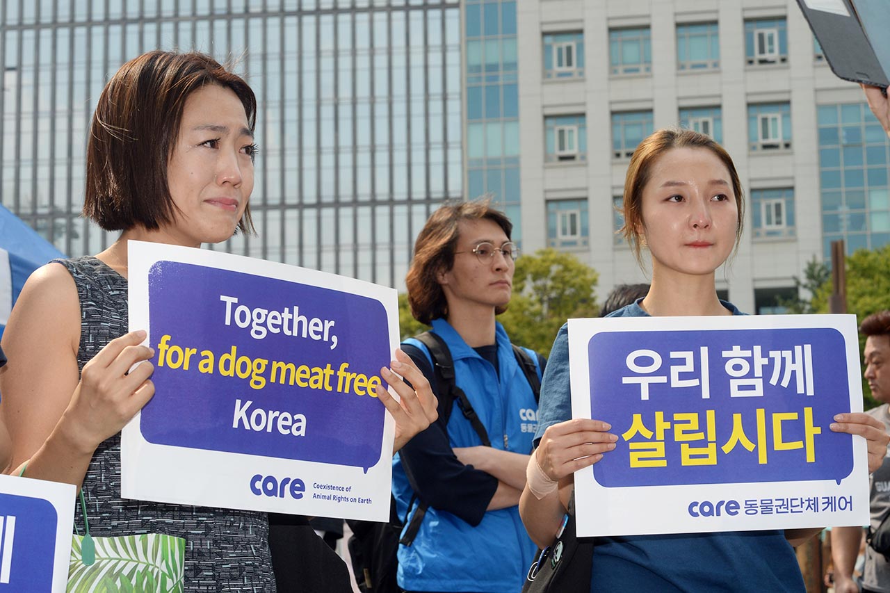  ‘개식용 합법화’를 요구하는 대한육견협회 회원 400여명이 22일 오후 서울 종로구 세종로공원에서 ‘개고기 합법화’를 요구하는 집회를 열고 있는 가운데 ‘동물권단체 케어 회원들’이 집회장 주변에서 '개식용'을 반대하는 피켓시위를 벌이고 있다.