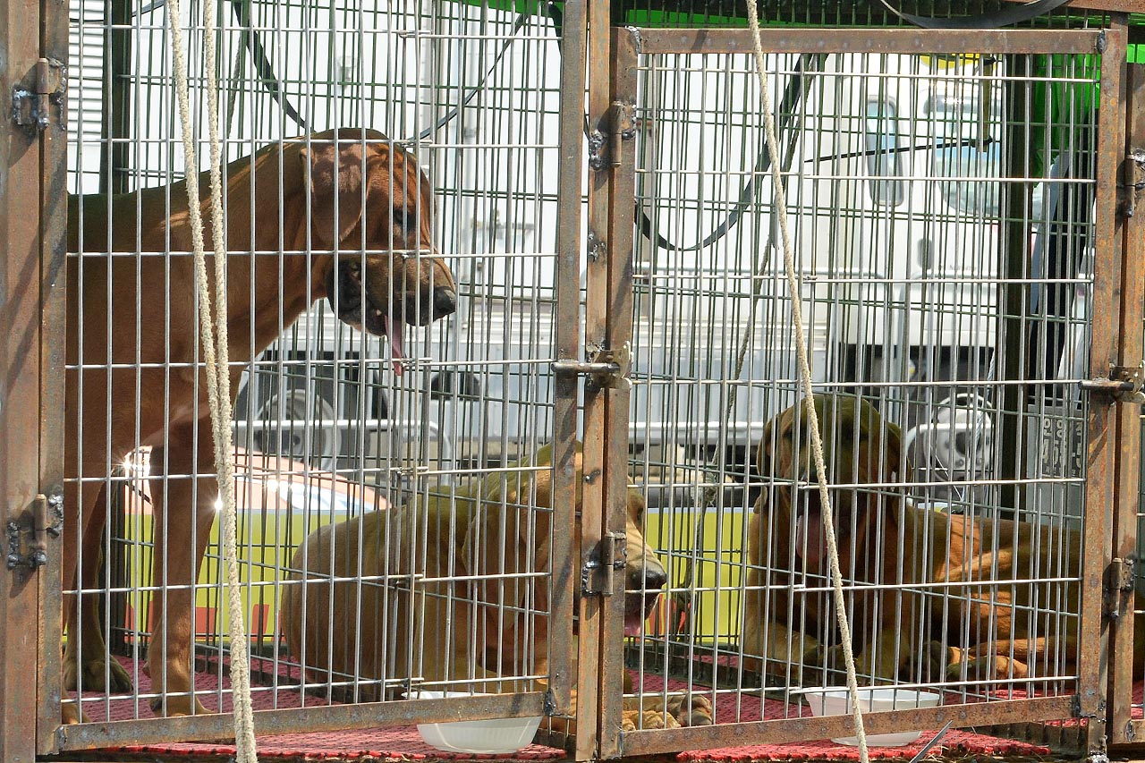  대한육견협회 회원들이 22일 오후 서울 종로구 세종로공원에서 ‘개고기 식용 합법화 촉구’ 집회를 열고 '개식용 합법화’를 요구하고 있는 가운데 이들이 끌고온 개들이 철창안에 갇혀 숨을 헐떡이고 있다.