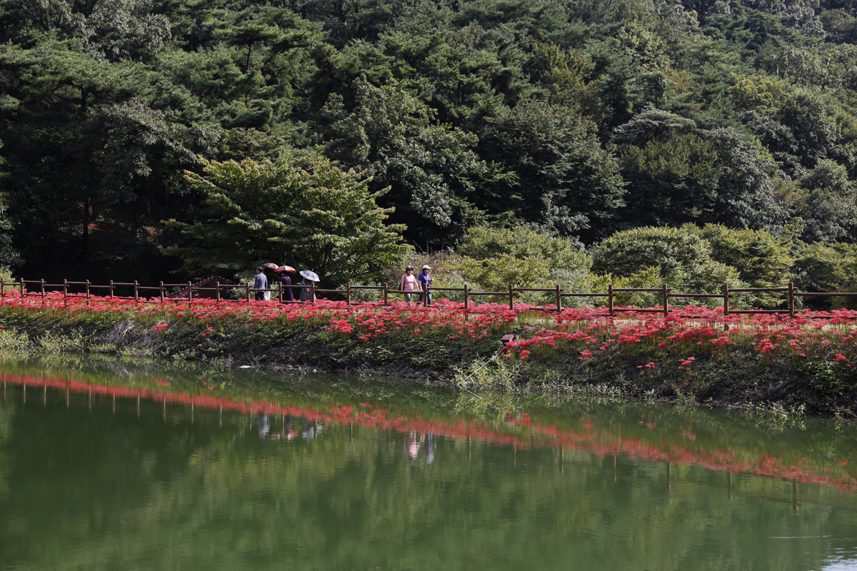 용천사 꽃무릇공원의 둔치 풍경. 지난 9월 21일 한낮 풍경이다.