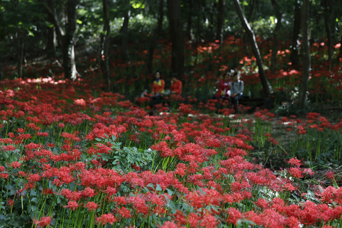 용천사 꽃무릇 군락지 풍경. 여행객들이 삼삼오오 앉아 선홍빛 꽃무릇에 취하고 있다.
