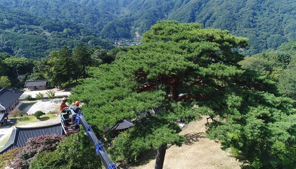  함양 벽송사 '도인송' 가지치기.