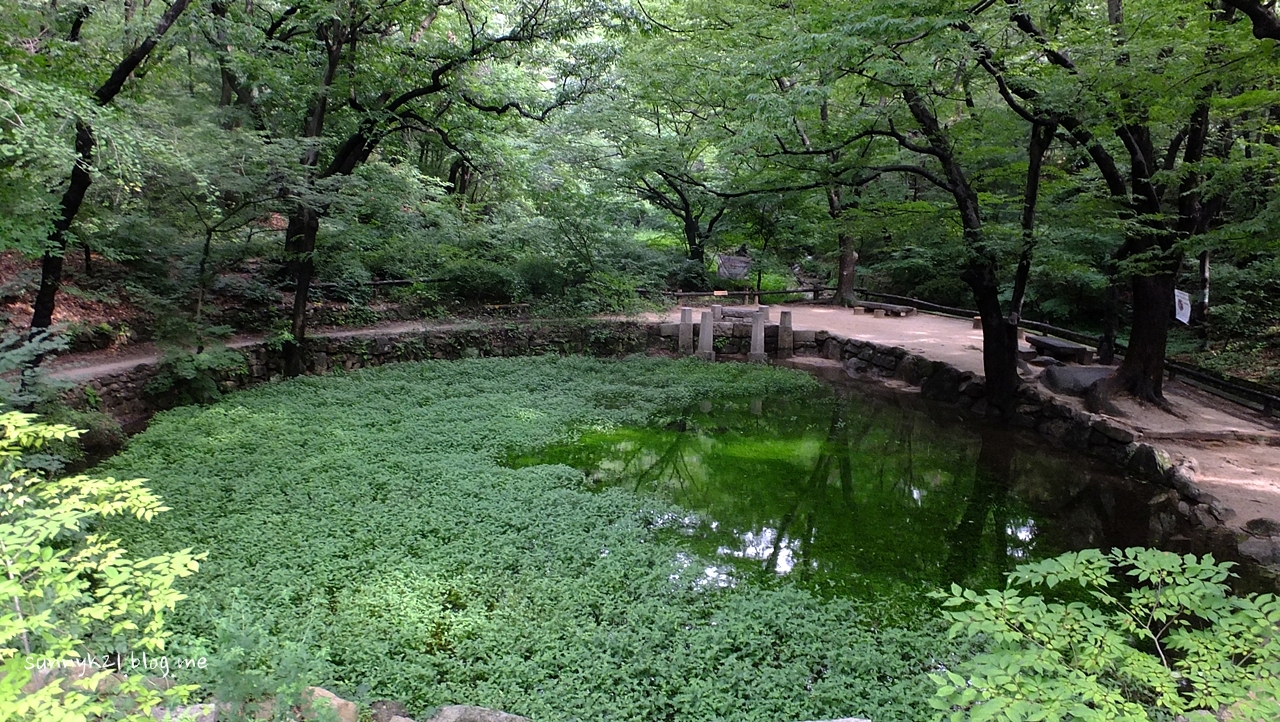  수생식물과 곤충, 동물들이 사는 백사실 계곡의 큰 연못.