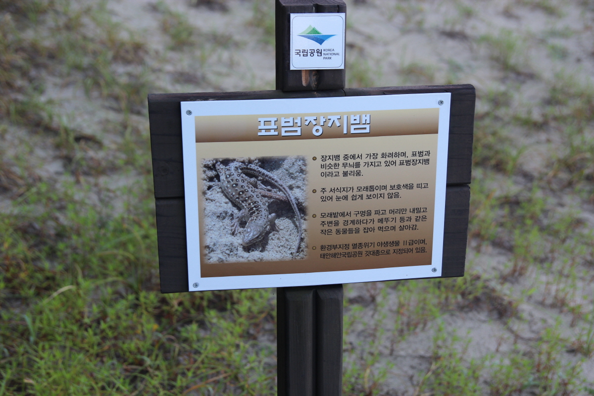 멸종위기종 표범장지뱀이 안면도 기지포 일대 해안사구에 삽니다.