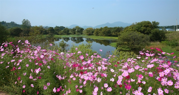  주남저수지 코스모스.