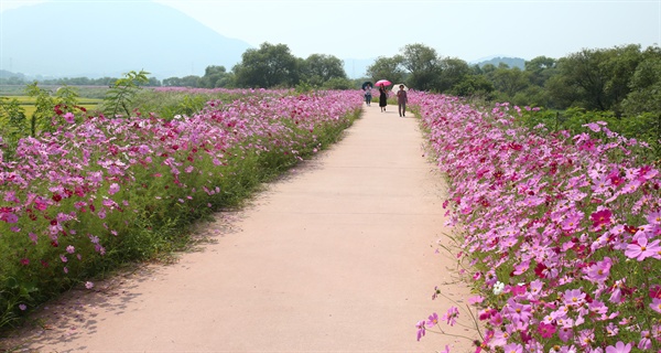 주남저수지 코스모스.