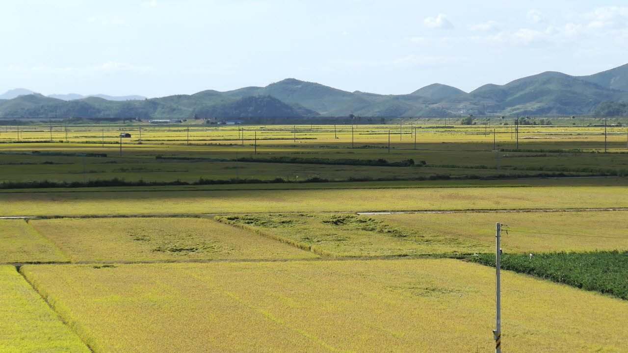 물을 가두어 벼농사를 짓는 논동사는 습지로서의 중요한 생태적 기능을 담당하고 있기도하다. 9월 29일 파주 문지리