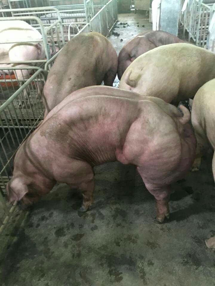 일반 돼지와 비교해도 확인히 다른 근육돼지의 모습. 이 농장에서는 지난해 10월부터 근육돼지로부터 추출한 번식용 정액을 일반 농가에 판매하고 있다. 