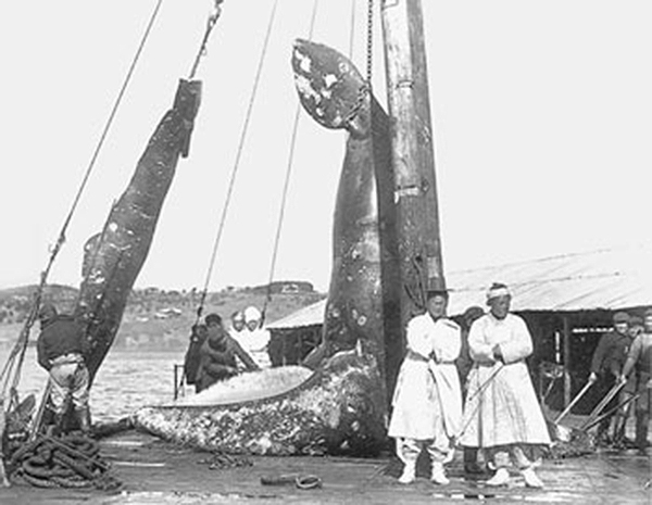 한반도 근해에서 일본 포경회사가 포획한 귀신고래 앞에서 사진을 찍고 있는 조선인들.