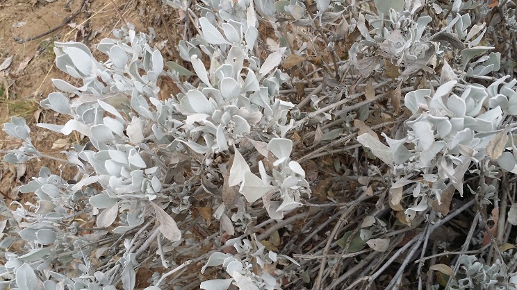 간지의 사막에서 많이 볼 수 있었던 '카기보스'라는 식물, 잎이 은백색을 띄고 있어서 매우 특이했다.