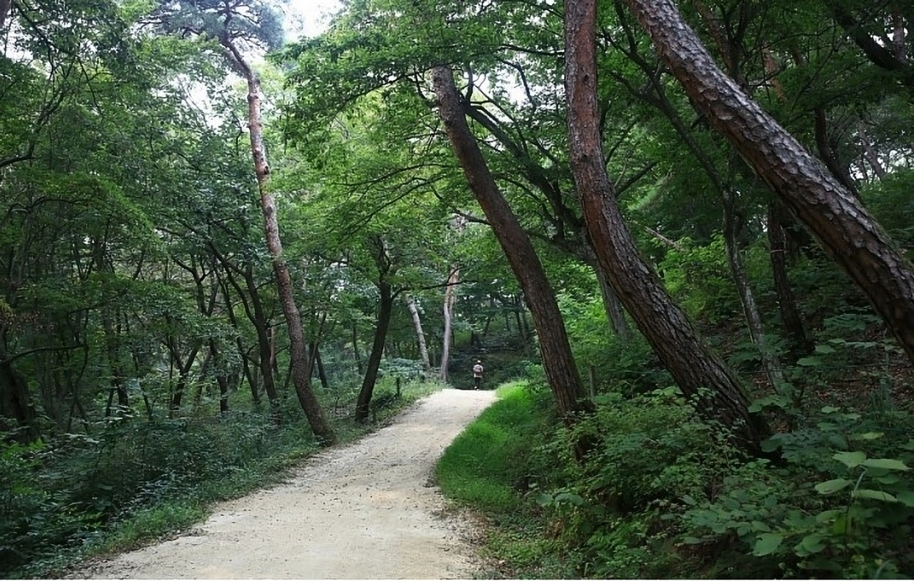 세종대왕릉과 효종대왕릉 사이 '왕의 숲길'.