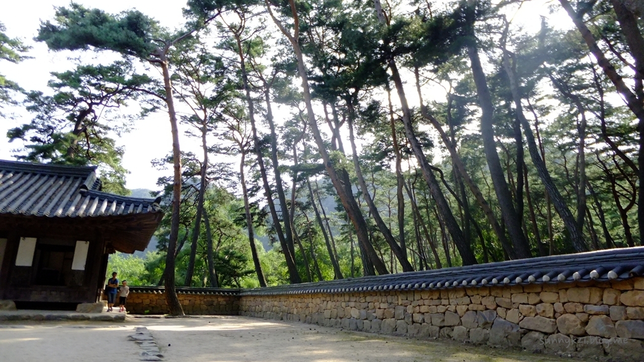 구불구불, 울울창창한 소나무 숲.