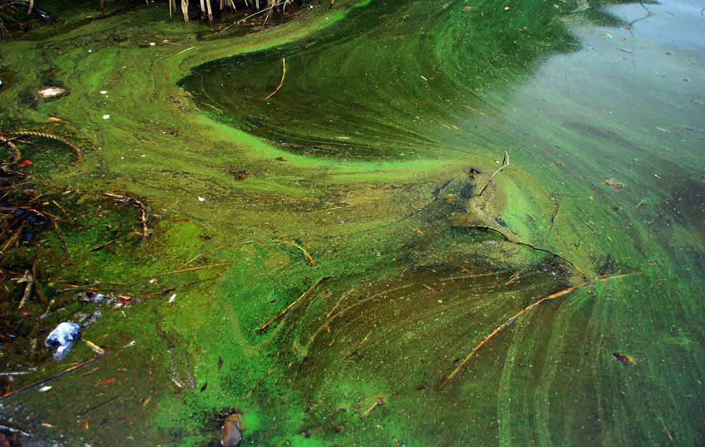  악취가 진동하는 강물에 녹색 페인트를 풀어 놓은 듯 녹조가 창궐하고 있다.