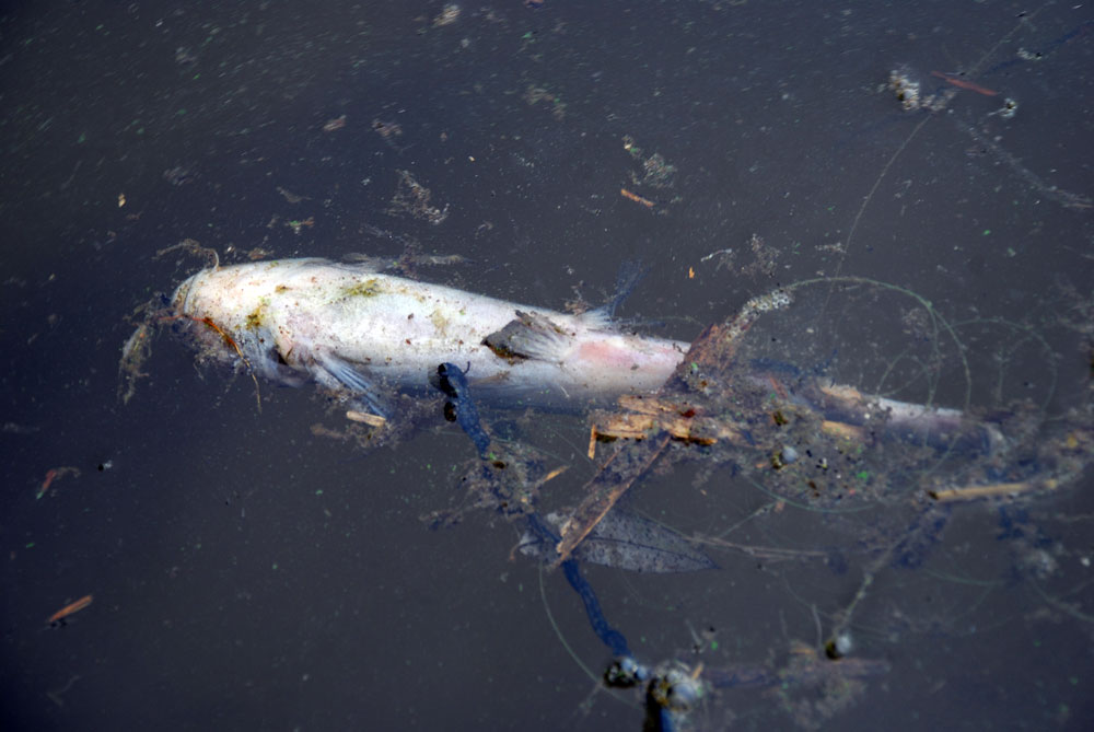  공주보 상류 쌍신생태공원 인근에서는 10여 마리 정도의 죽은 물고기도 발견되었다.
