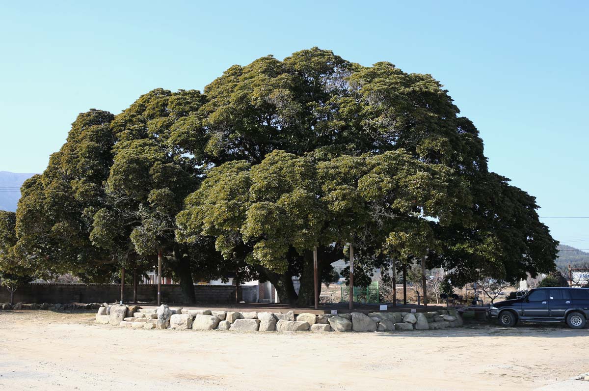 장흥 삼산리 후박나무. 후박나무 세 그루가 한 무더기로 어우러져 하나의 수관을 이루고 있다. 흔히 볼 수 없는 귀한 나무다.