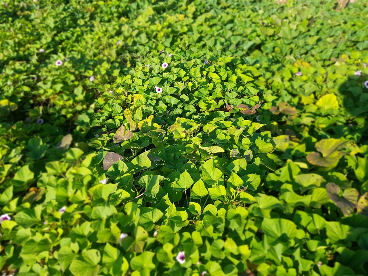 많은 꽃이 핀 고구마밭.