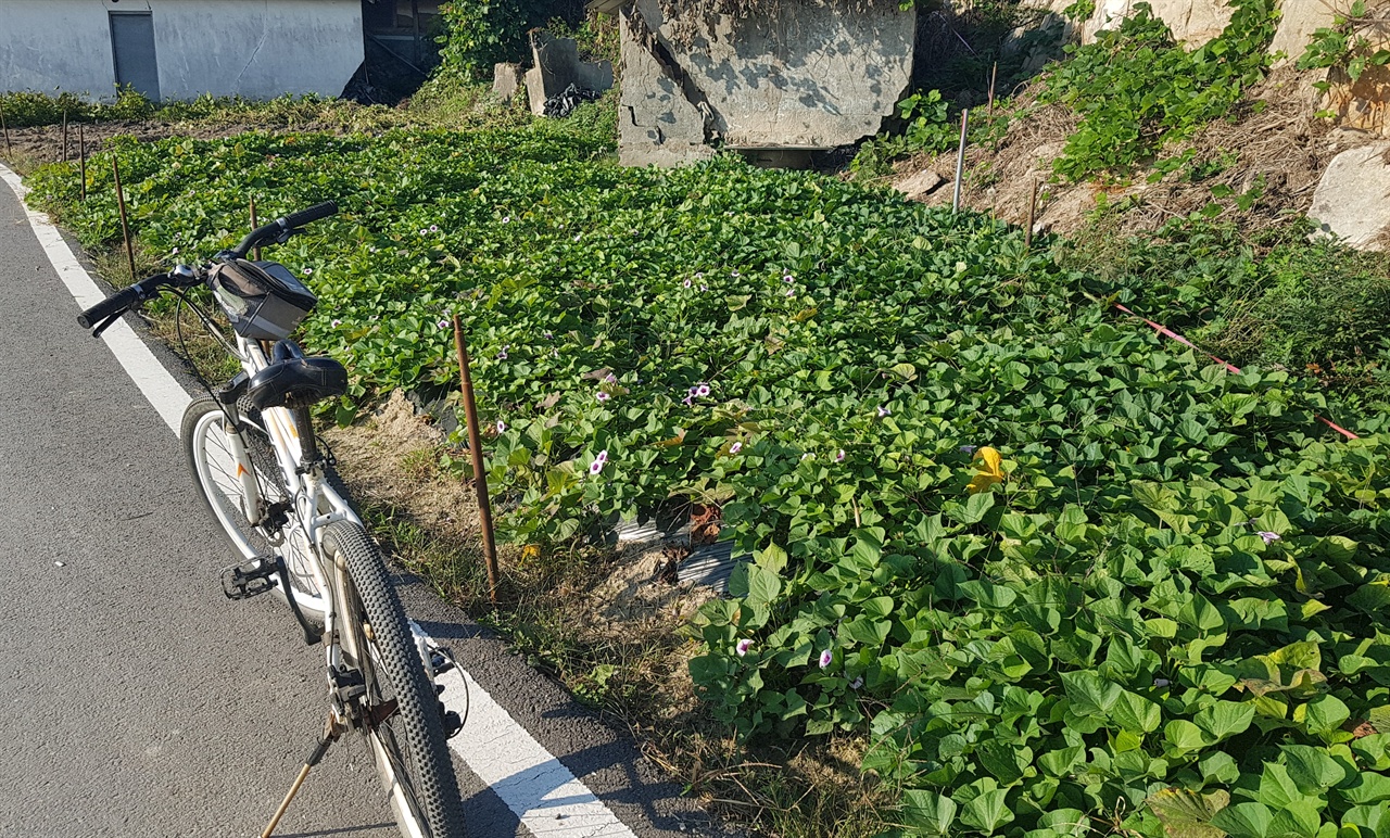 작은 고구마밭에서 많은 꽃들이 피었습니다. 