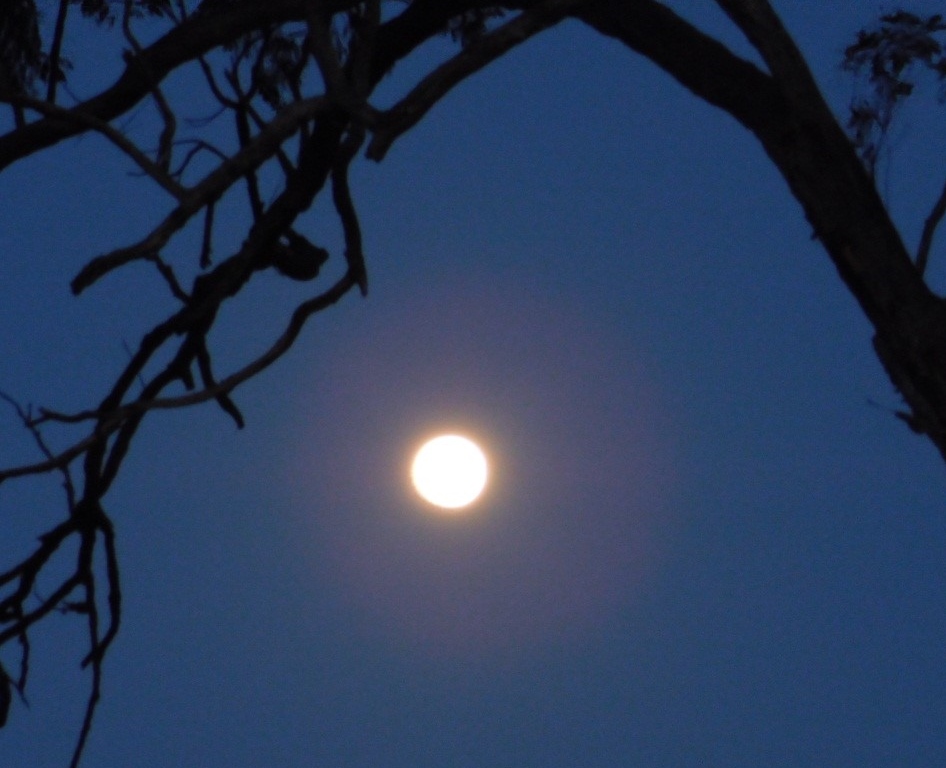 앞마당에서 바라본 추석 보름달. 여느 날의 보름달과 다름없다.
