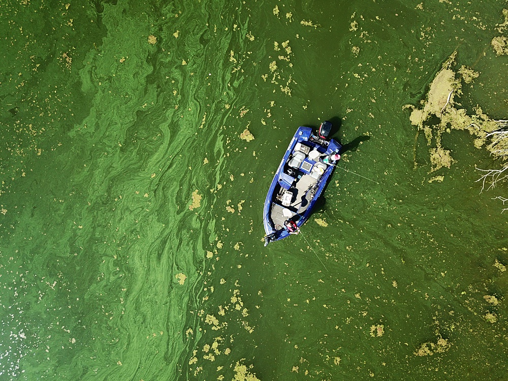 녹색띠가 선명합니다. 지난 11일 낙동강 대구 달성군 구지면 일대 낙동강에 가을녹조가 선명합니다. 