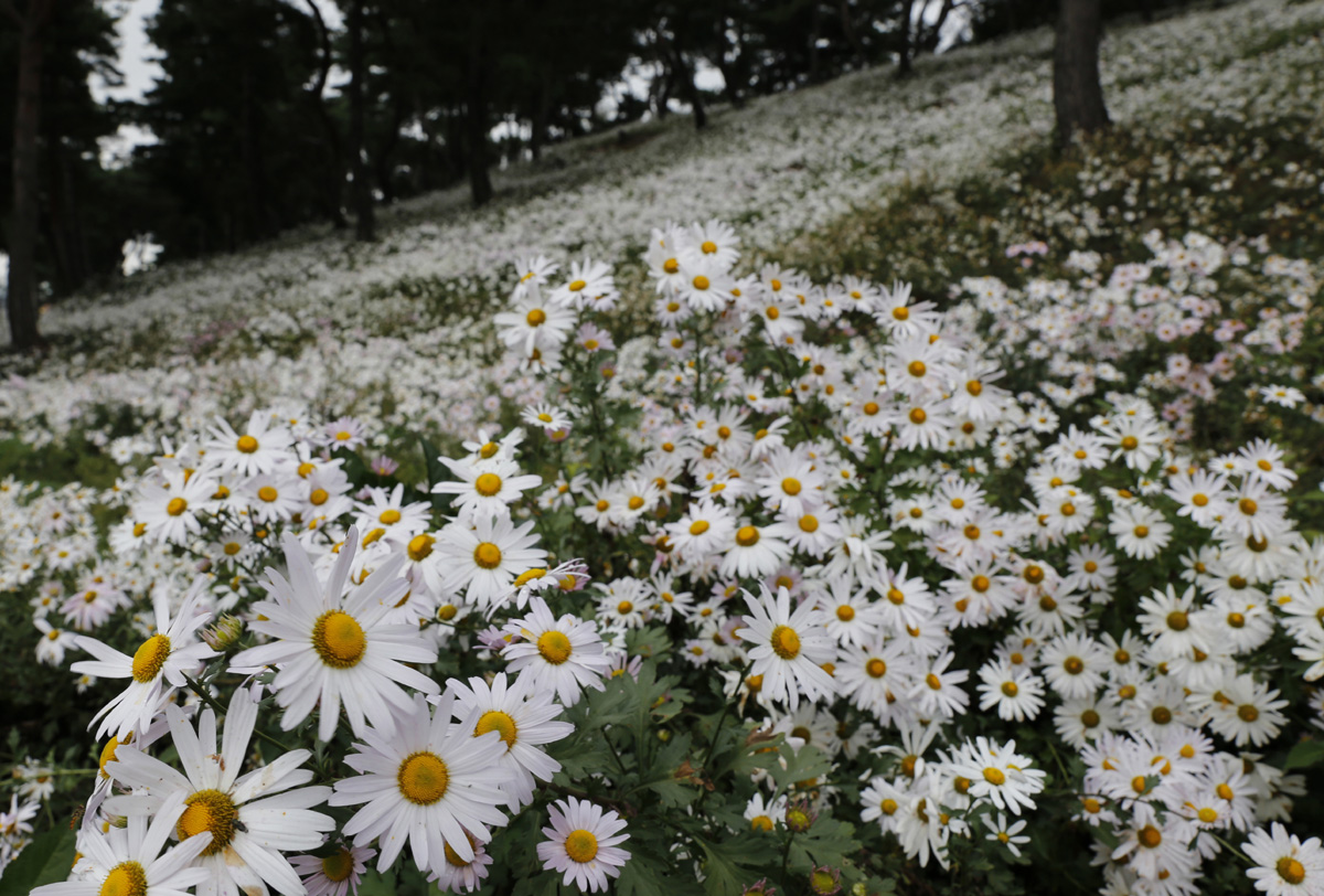 곡성 충의공원에 군락을 이룬 구절초  꽃. 공원의 소나무 숲 빈 터에 하얀 구절초가 활짝 피어 한 폭의 그림을 그리고 있다.