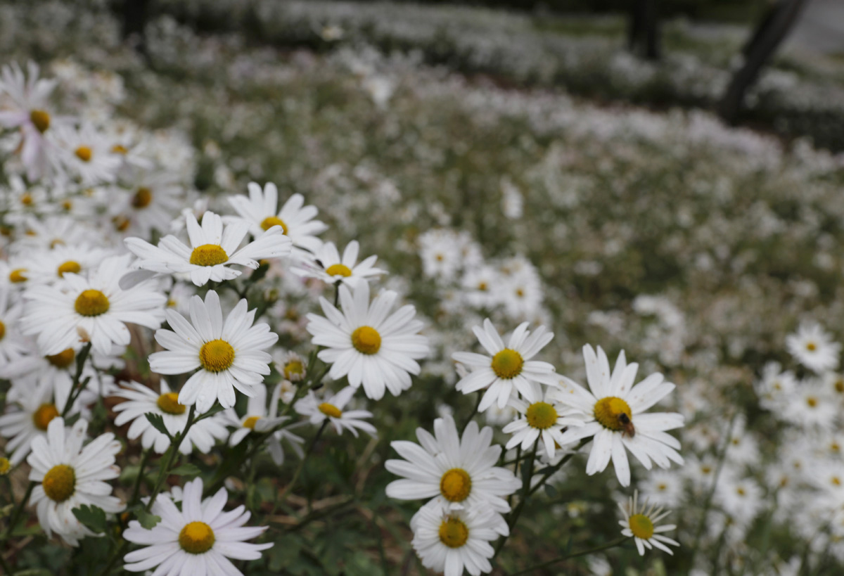 곡성 충의공원에 활짝 핀 구절초 꽃. 구절초는 가을날 산과 들에서 아담하고도 앙증맞은 생김새로 하얀 꽃을 피워 우리를 매료시키는 꽃이다.