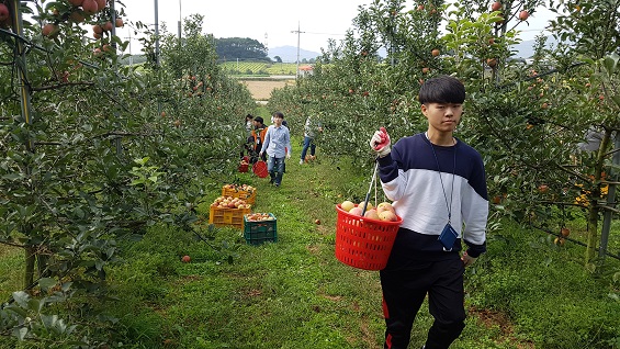 충남 학사 학생들이 우박피해를 입은 충남 예산의 고려 농원을 찾아 수확을 거들고 있다. 