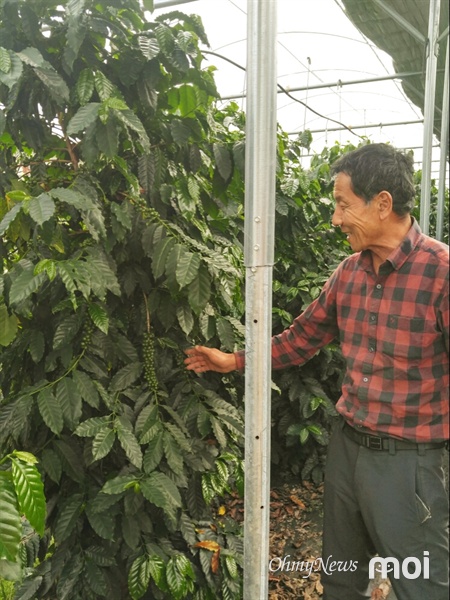 국내 원조 커피 농부인 주동일 씨가 11년생 커피나무에 대해 설명하고 있다.