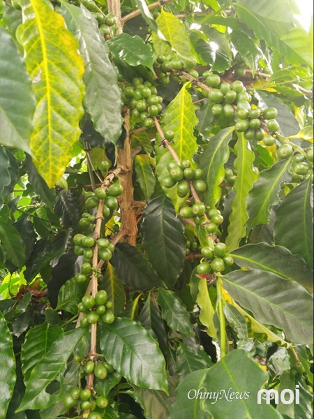 성인의 키보다 훨씬 더 크게 자란 11년생 커피나무에 주렁주렁 달린 열매의 크기는 강낭콩 크기 정도였다. 