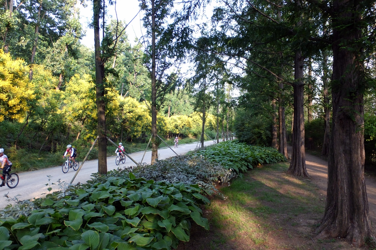 메타쉐쿼이아 숲길을 달리는 자전거탄 시민들. 