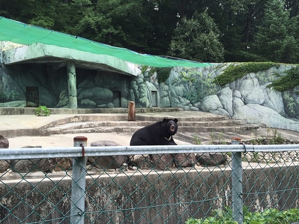 동물원 폐업후 갈곳이 정해지지 않은 반달 가슴곰은 현재 산림동물원에서 관리중에 있으며 국립수목원은 곰을 양도할 곳을 물색중이다.