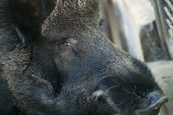 국립수목원 산림동물원의 관계자에 따르면 세마리의 멧돼지는 안락사할 예정이다.