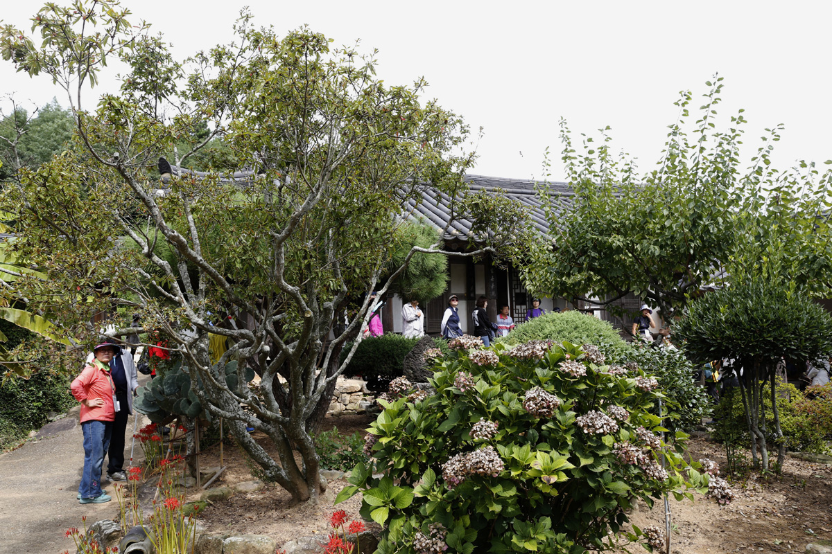 장흥 위씨 오헌고택의 정원에 있는 영산홍나무. 보기 드문 수형을 뽐내고 있다. 나무의 품세에서 세월의 무게가 느껴진다.