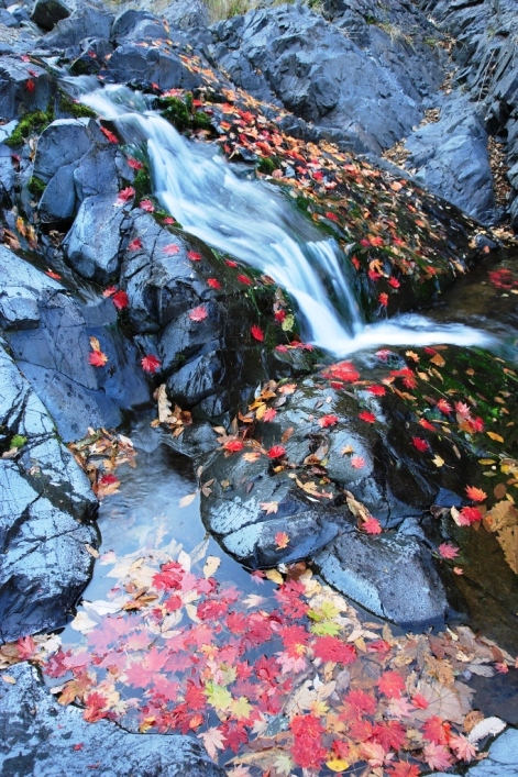 경북 영덕 팔각산 산성계곡이 떨어진 단풍잎으로 붉게 물들었다.