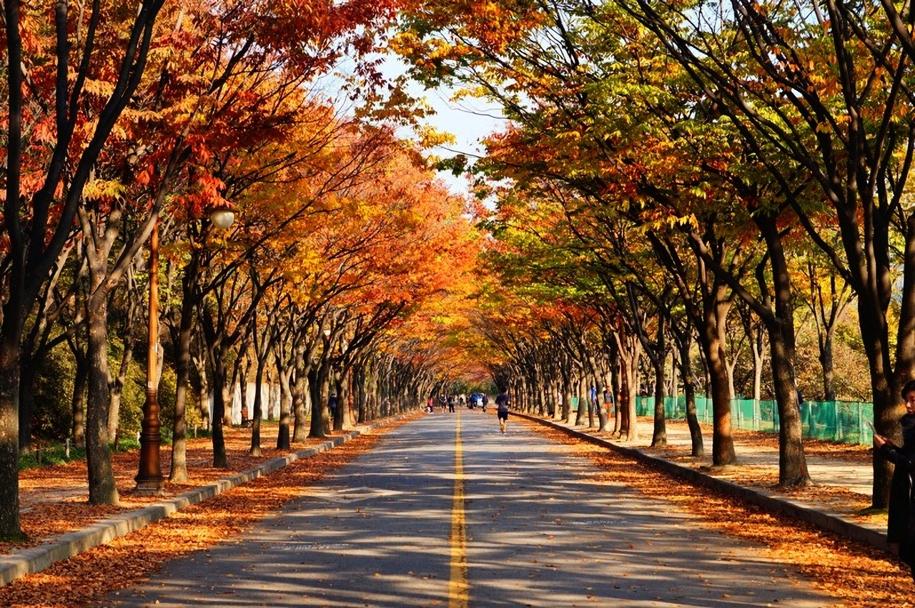 늦가을 단풍터널이 펼쳐지는 인천대공원 가로수길.