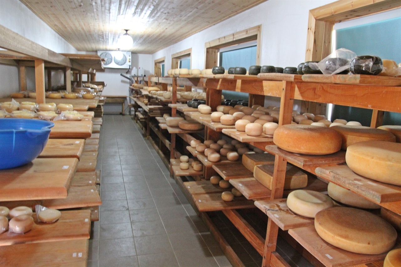 이플목장 치즈 숙성실에는 다양한 종류의 치즈가 있다. 