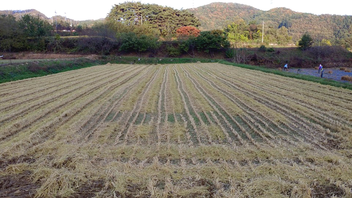 벼를 베어낸 해저모는 텅빈 들녘 단양군 적성면 하리, 10년차 유기농 논에서 갓 벼수확을 마치다