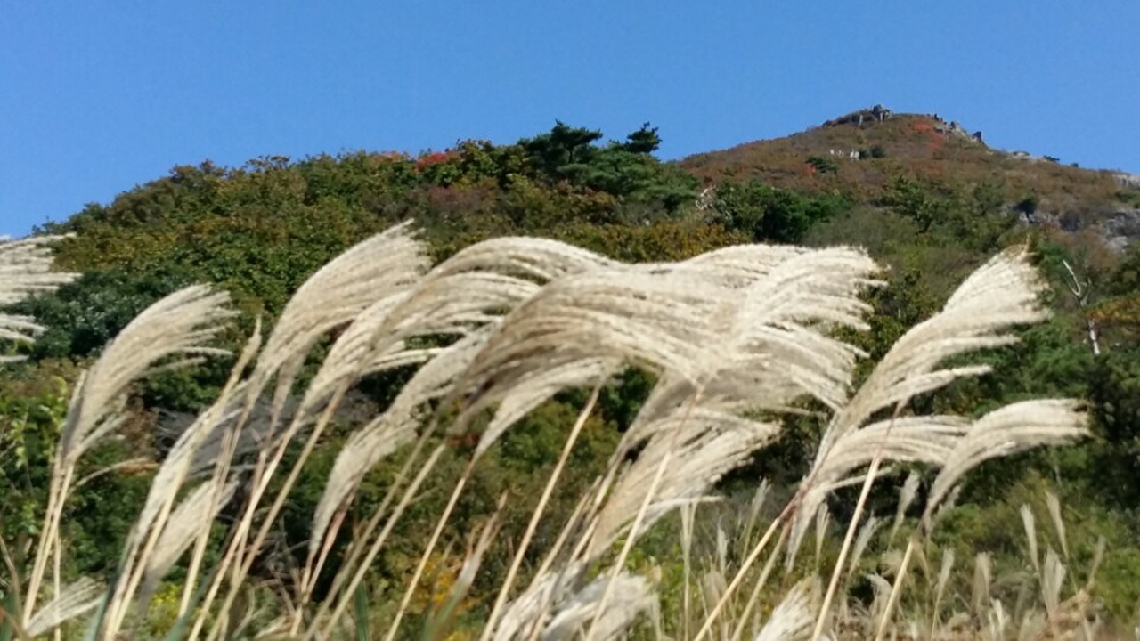  무등산 억새, 가을에는내면에서 우러나는 소리에 귀 기울이라고 알갈 하고 있다.