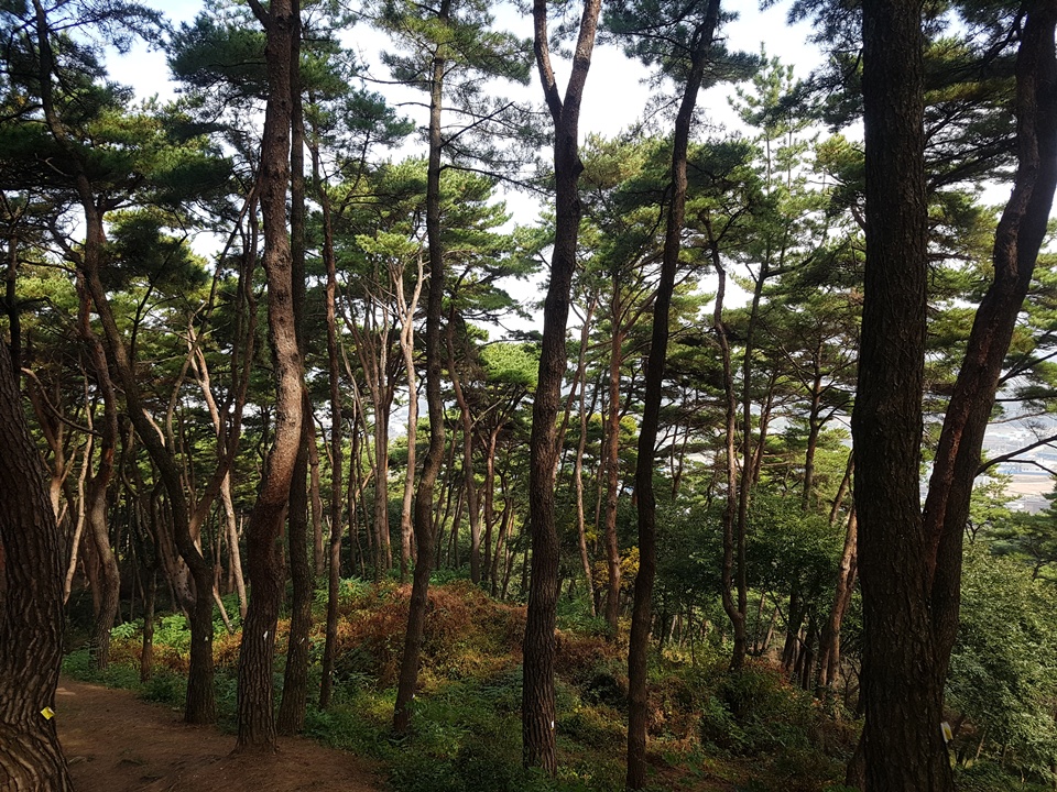  석당산은 156m의 낮은 산으로 산 전체가 소나무가 식재되어 있으며 그 주위는 충청남도 기념물 165호인 1550m의 결성읍성이 둘러싸고 있다. 석당산을 올라간 지 채 5분도 안돼서 일제에 의해 갈갈이 상처 난 소나무를 발견할 수 있었고, 주위의 소나무숲에는 대략 70~80여 그루의 소나무가 하나같이 껍데기가 벗겨지고 ‘V자형’으로 상처가 나 있어 당시의 흔적을 고스란히 보여주고 있었다.